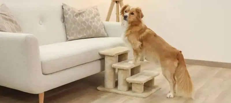 Scalette per cani