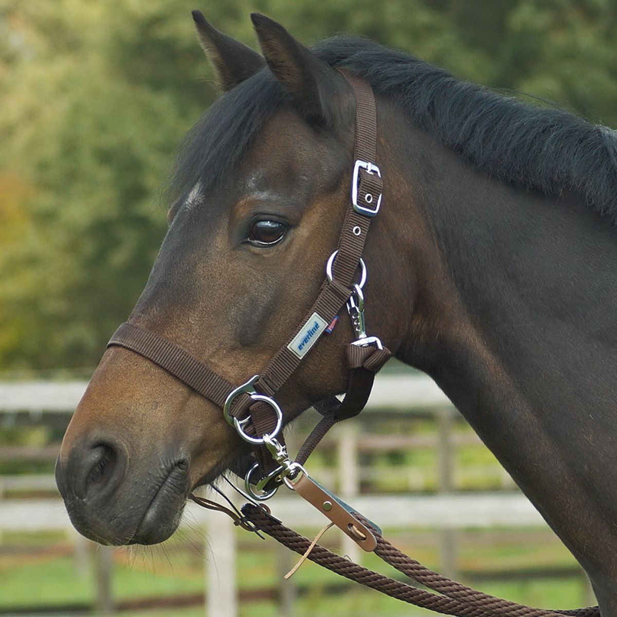 BUSSE Le licou noir COB