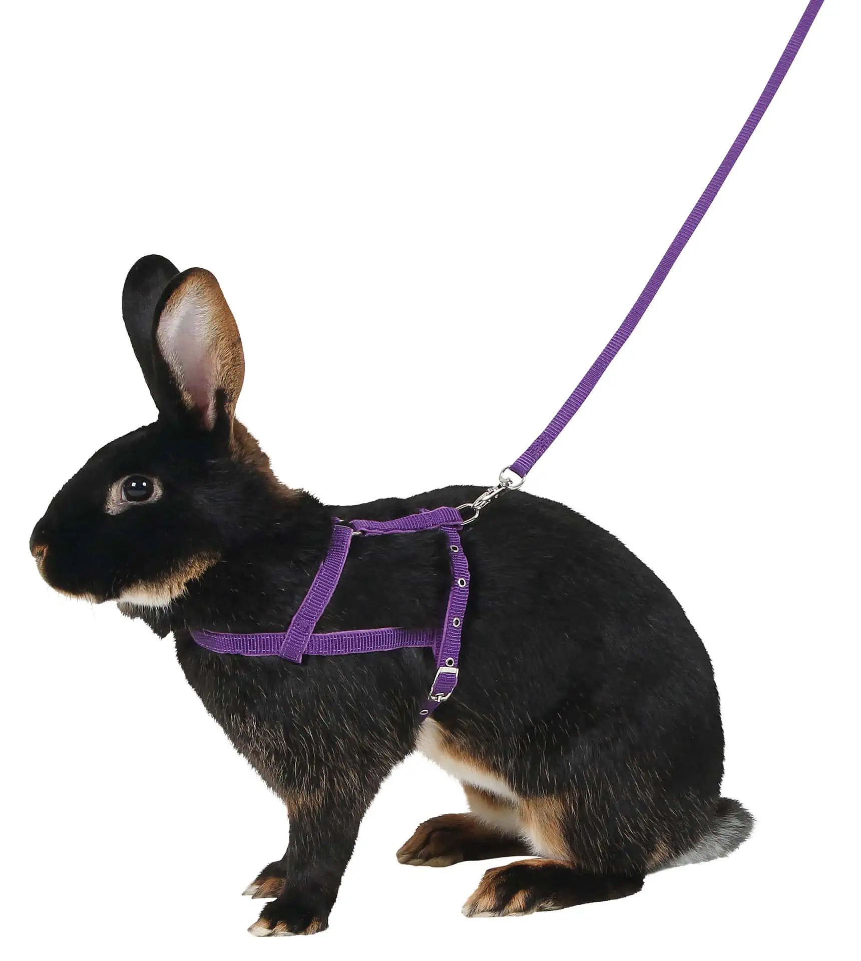 Harnais pour rongeur Agility avec laisse
