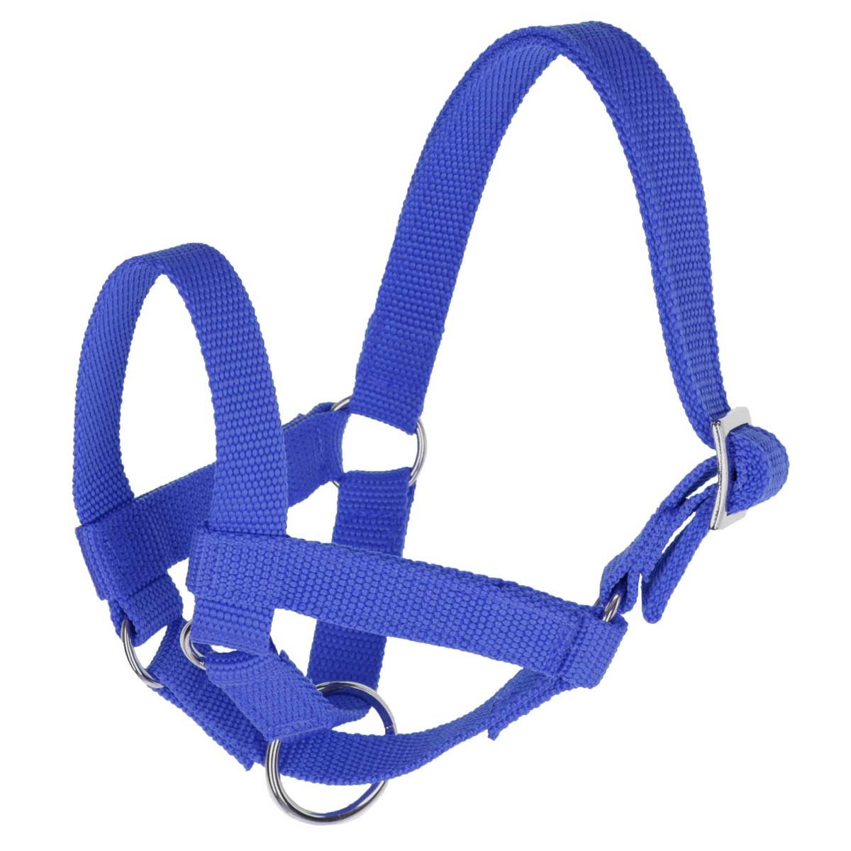 Licol de lama et d'alpaga taille 50
