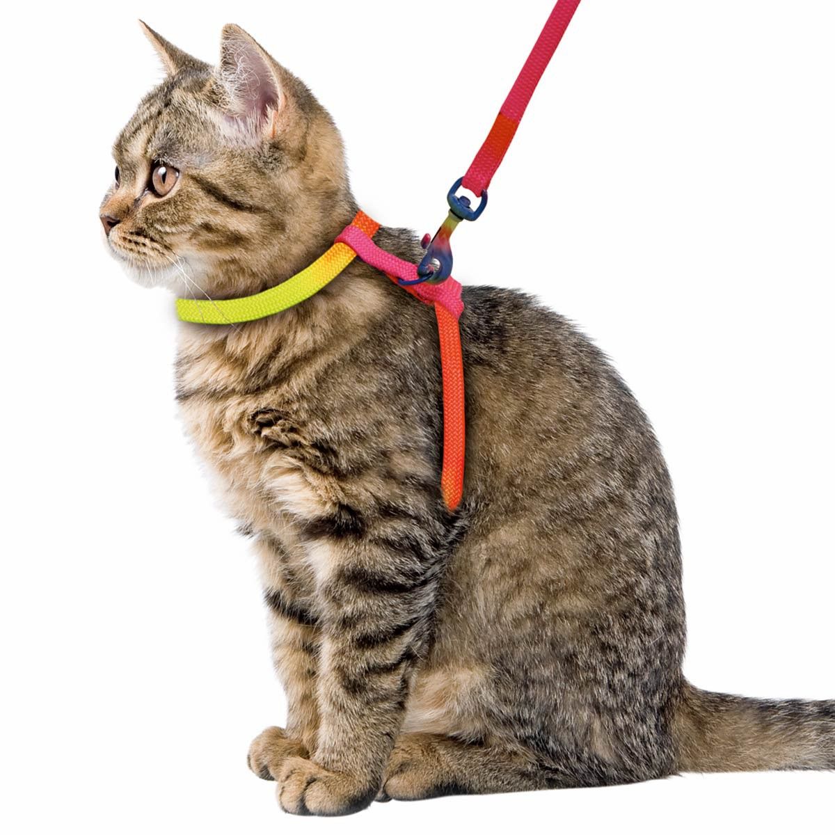 Kerbl Harnais pour chat rainbow avec laisse