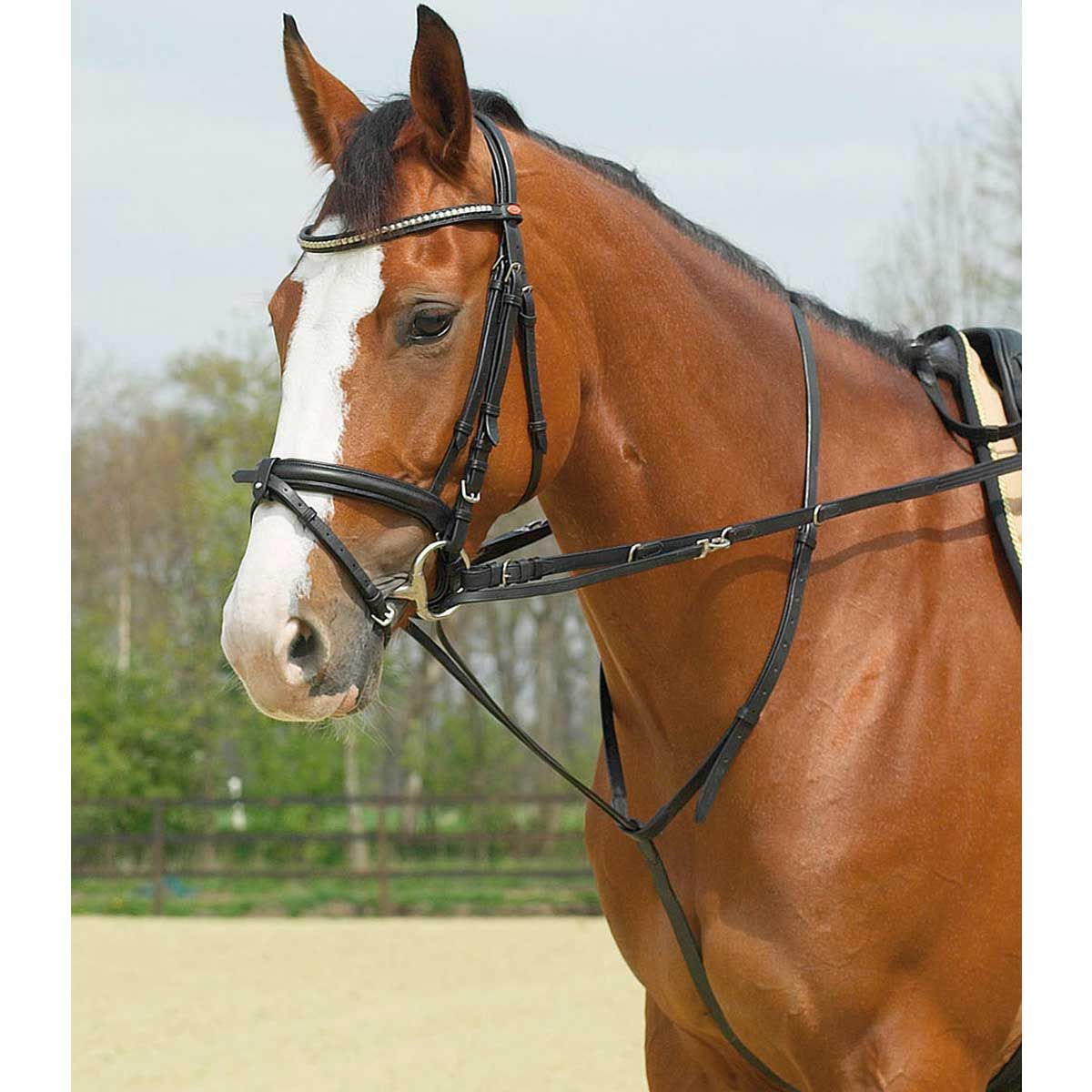 BUSSE Redini THIEDEMANN BASIC