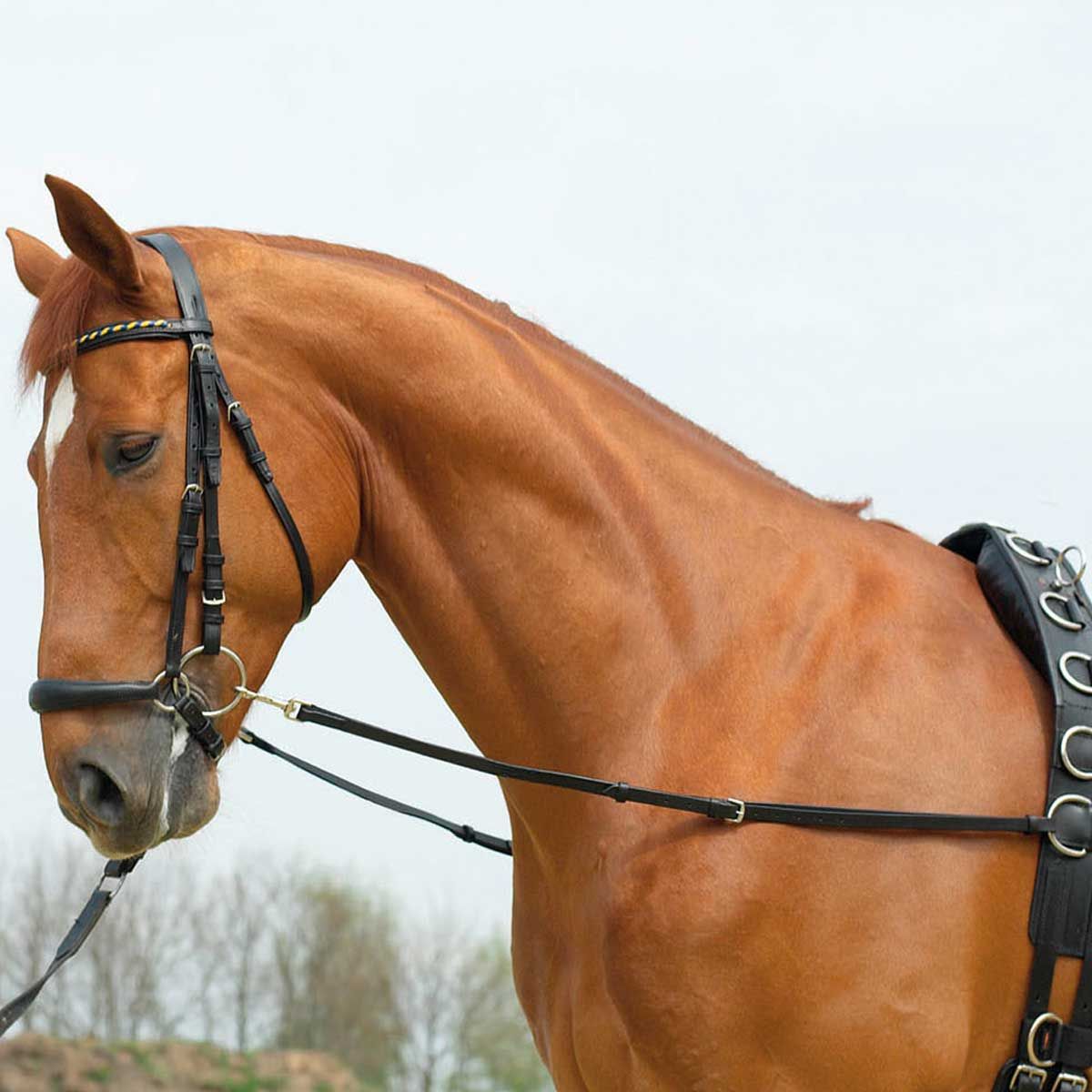 BUSSE Redini fisse BASIC-STARR