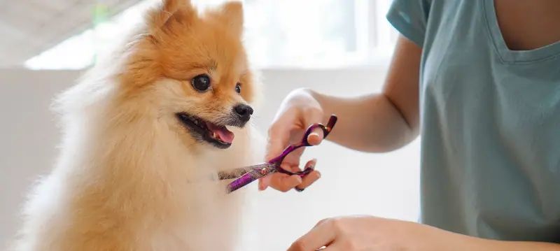 Toelettatura del cane