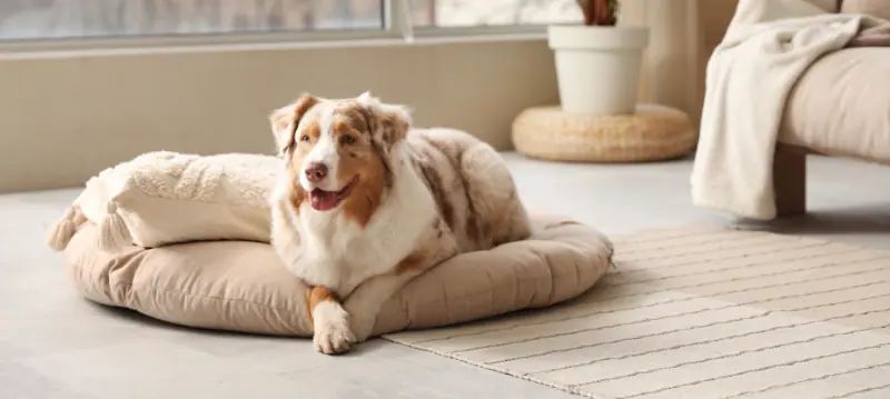 Cucce e letti per cani