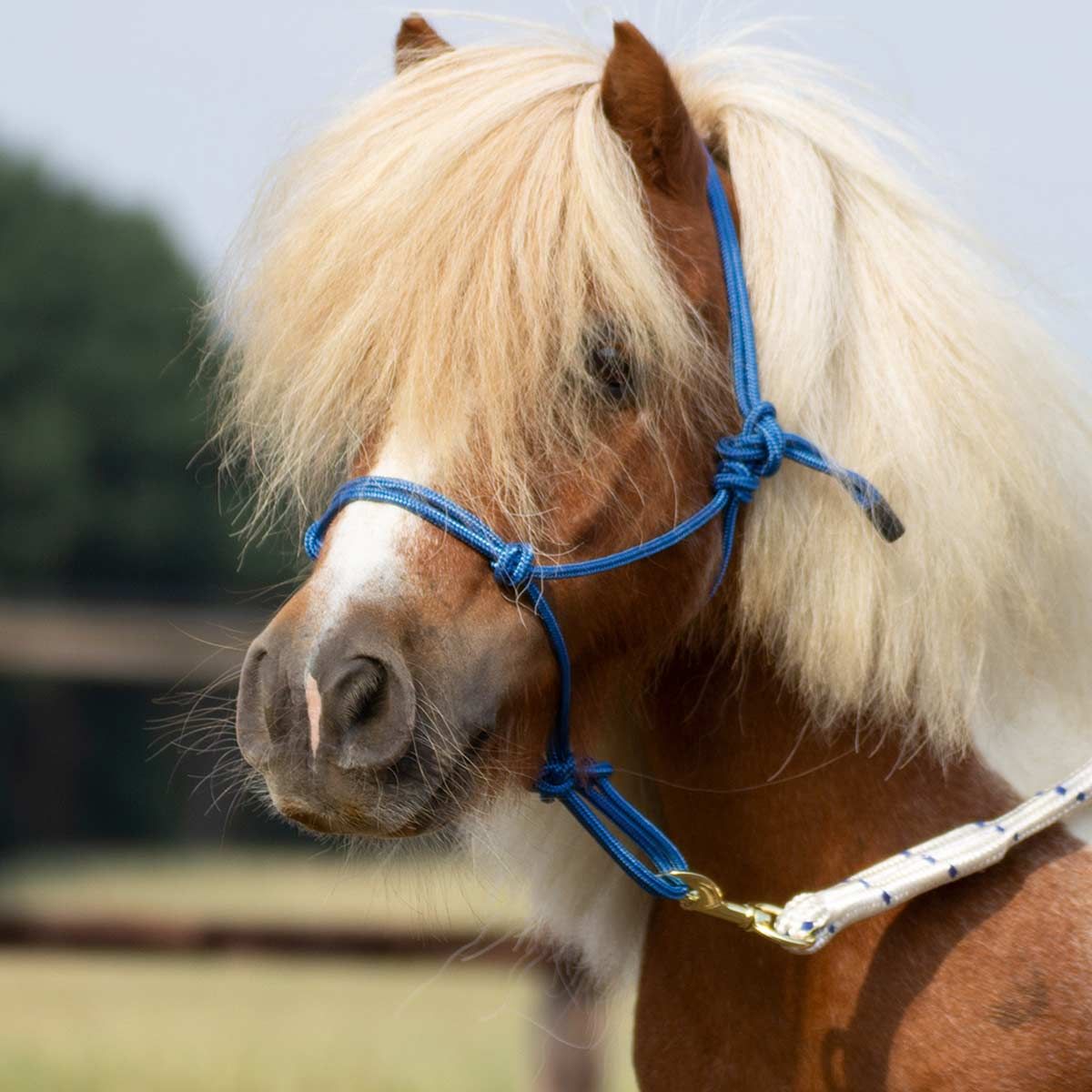 BUSSE Licol à nœud lisse 2 bleu COB