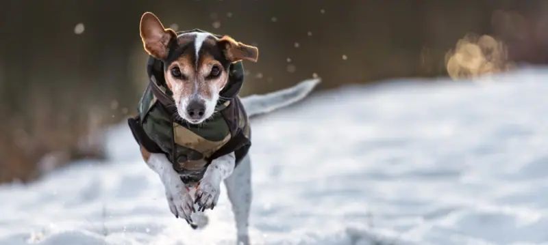 Abbigliamento per cani
