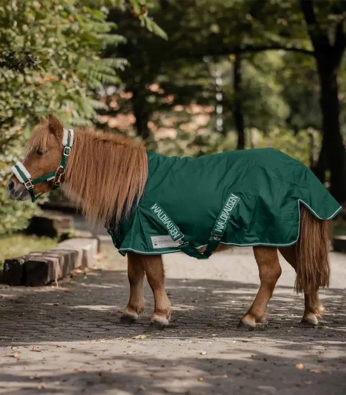 Fir vert