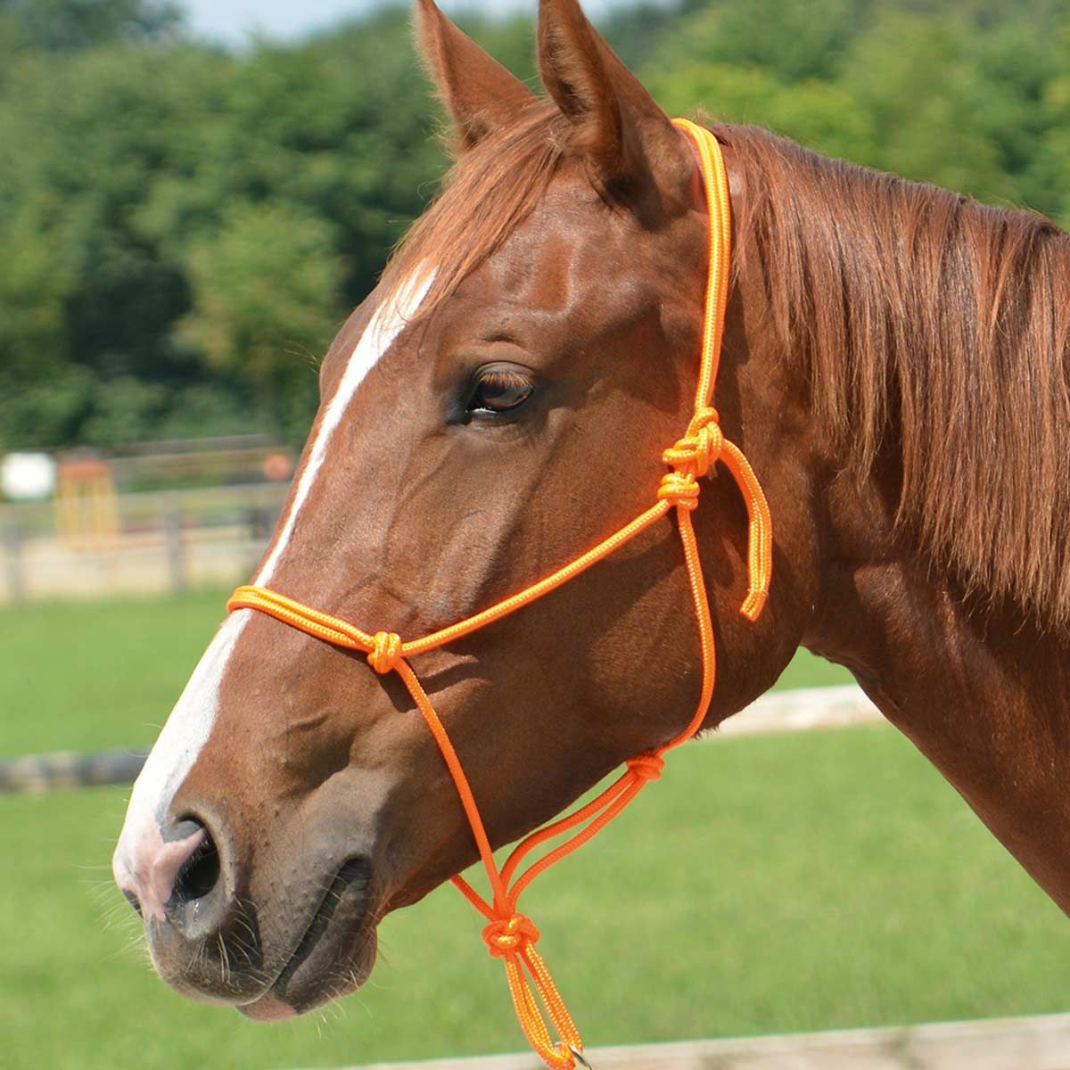 BUSSE Licol à nœud lisse 2 orange Shetty