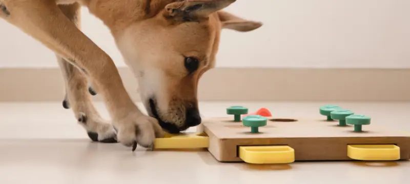 Giochi per cani