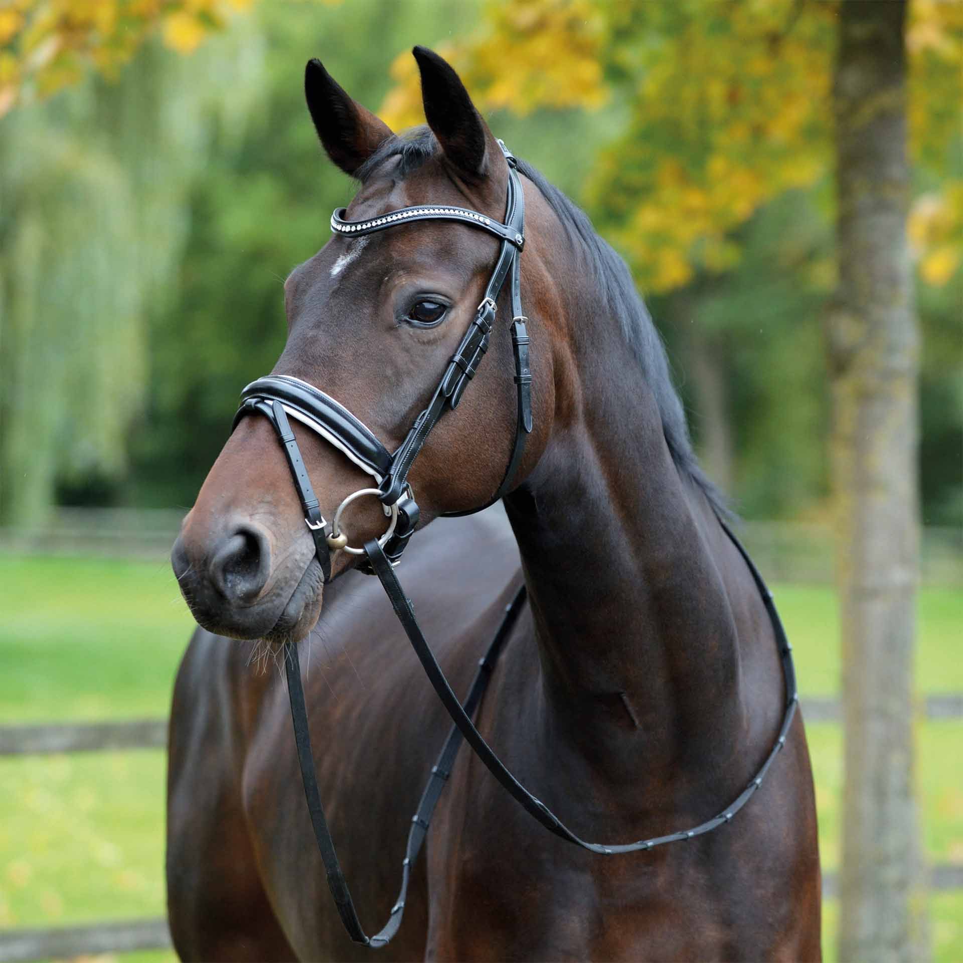 BUSSE Testiera MONZA COB bianco/nero