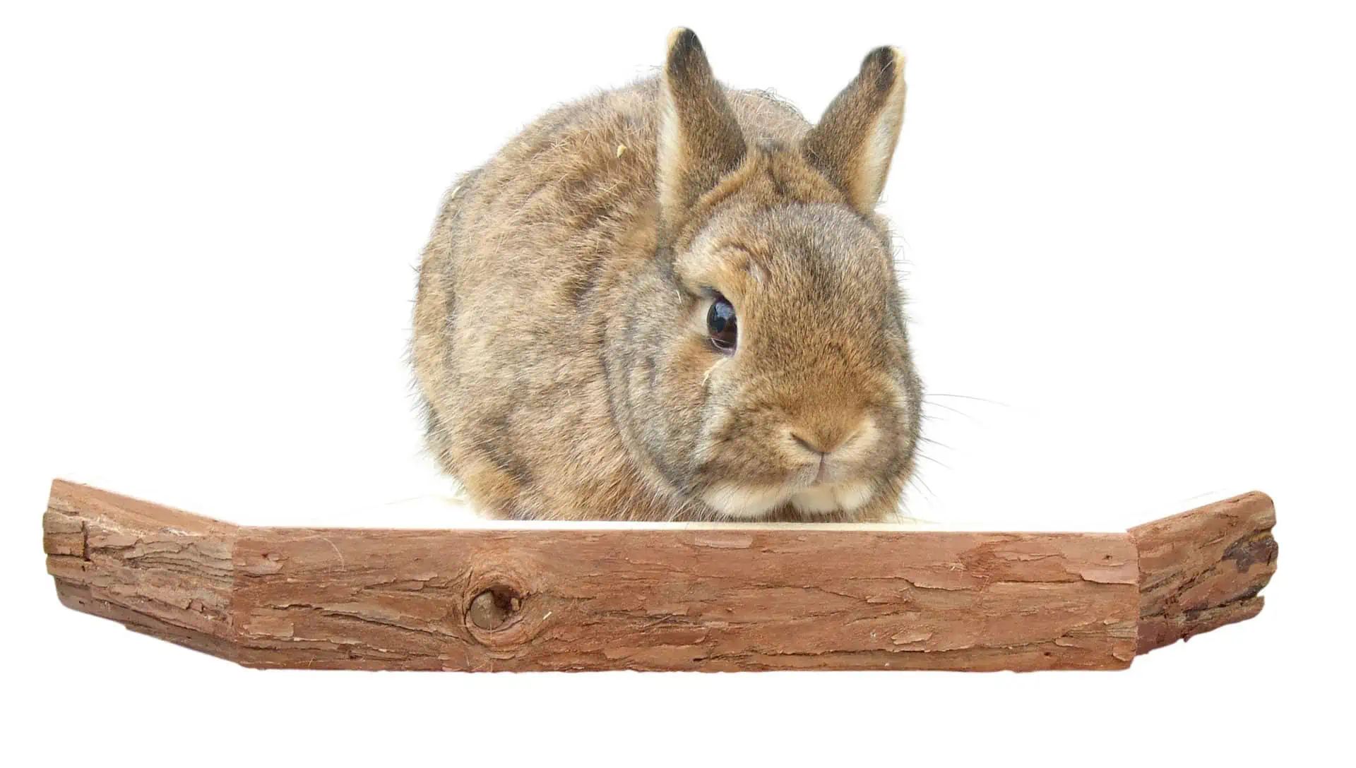 Vantage point for rabbit 28.5 x 28.5 x 4 cm