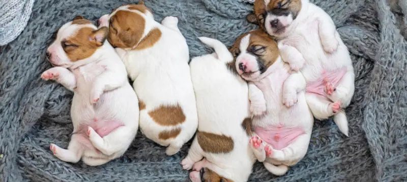 Accessori per allevamento cani