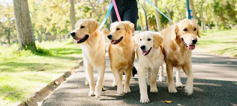 Accessori per passeggiata con cane