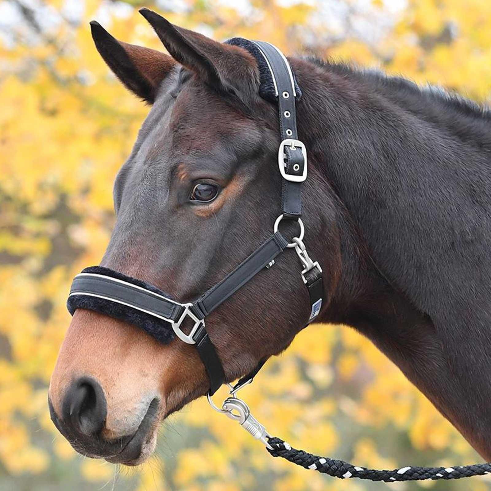 schwarz