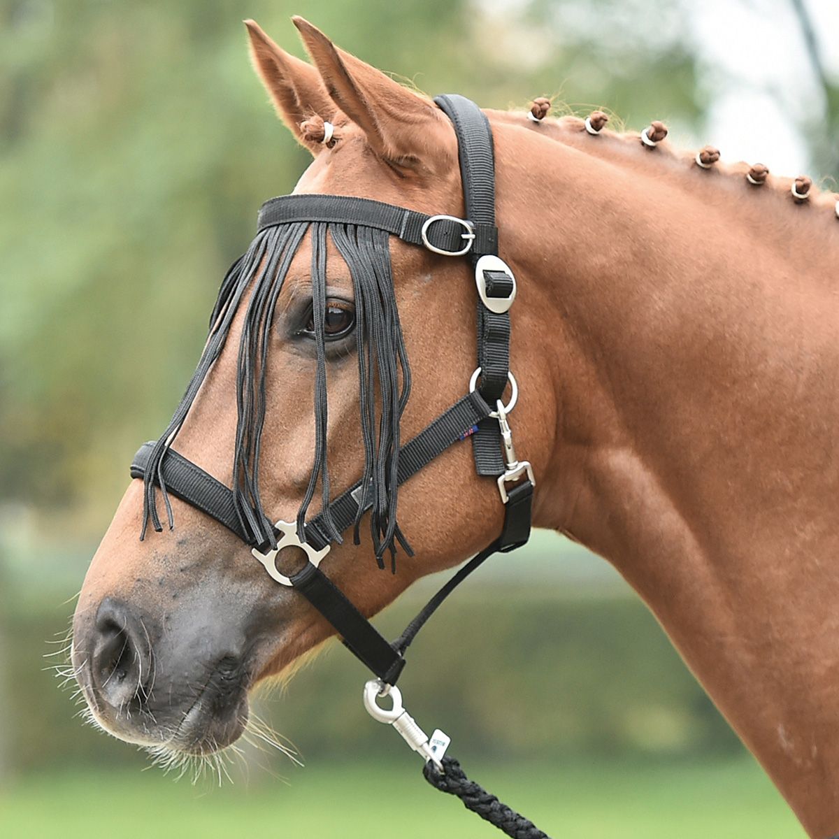 BUSSE Frontalino antimosche TAMPERE