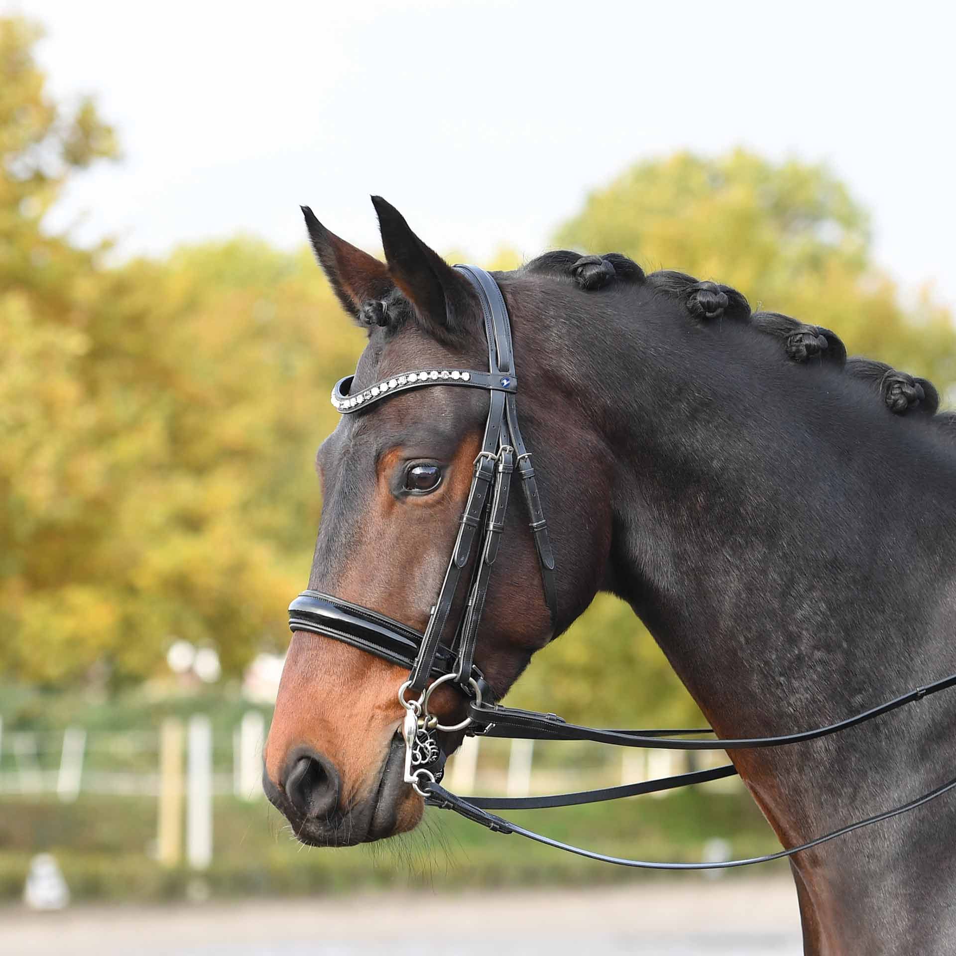 BUSSE Briglia da dressage LUXURY COB nero