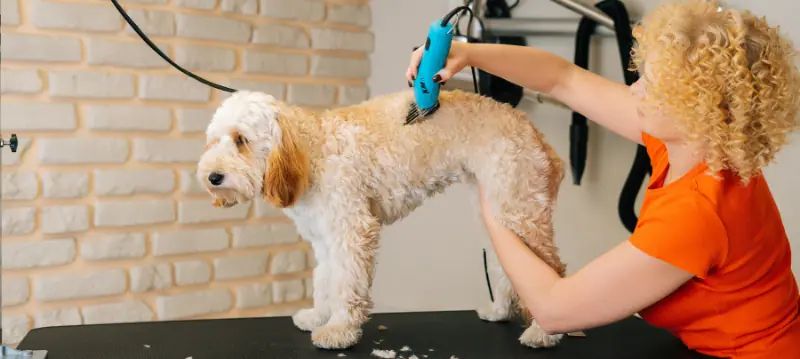 Tosatrici per cani
