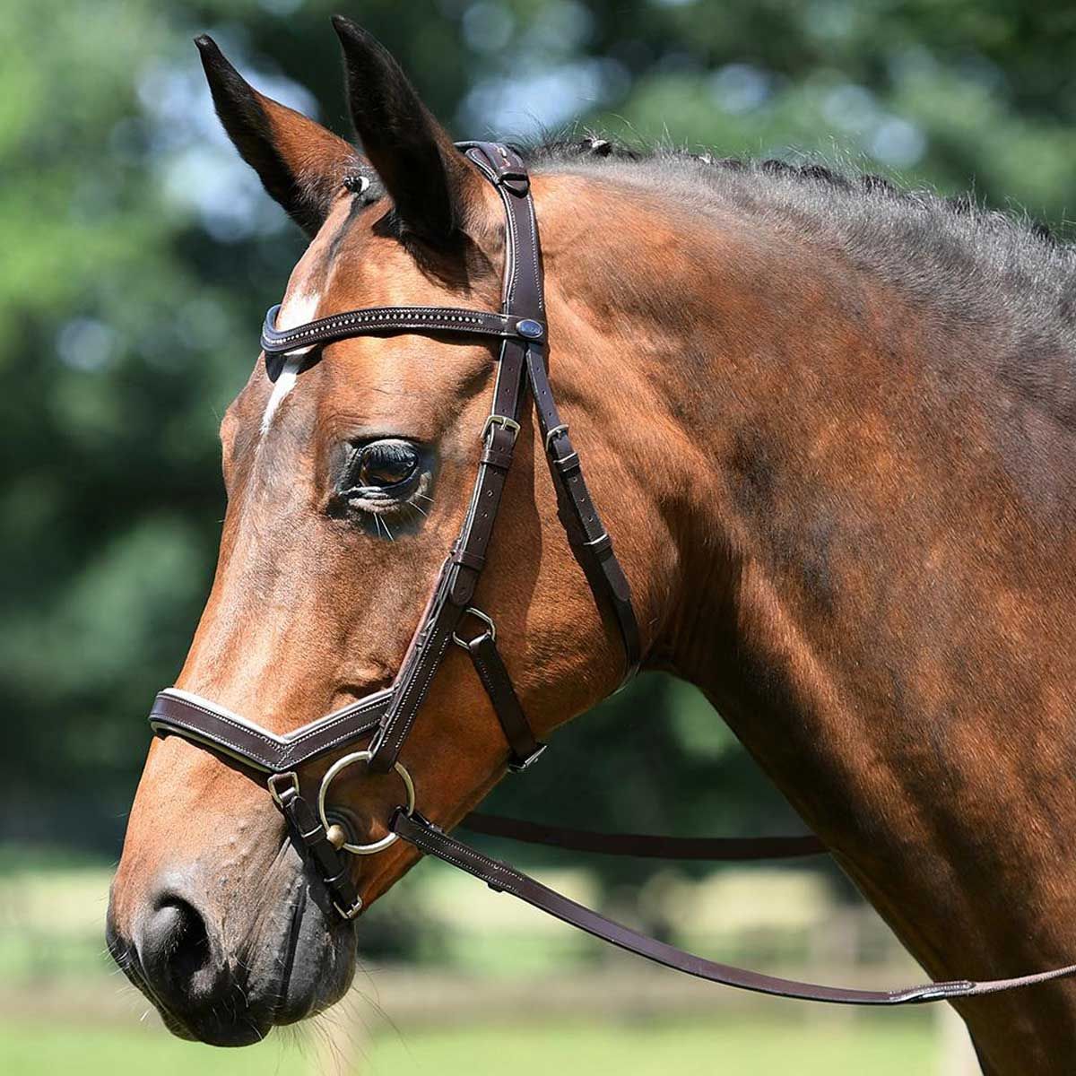BUSSE Briglie FEELING