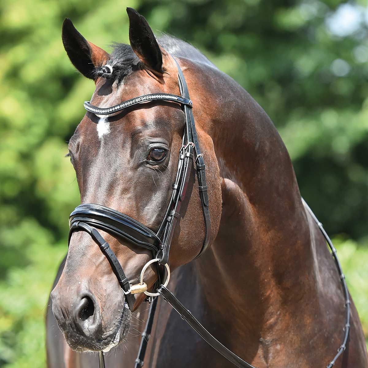 BUSSE Testiera MASSA
