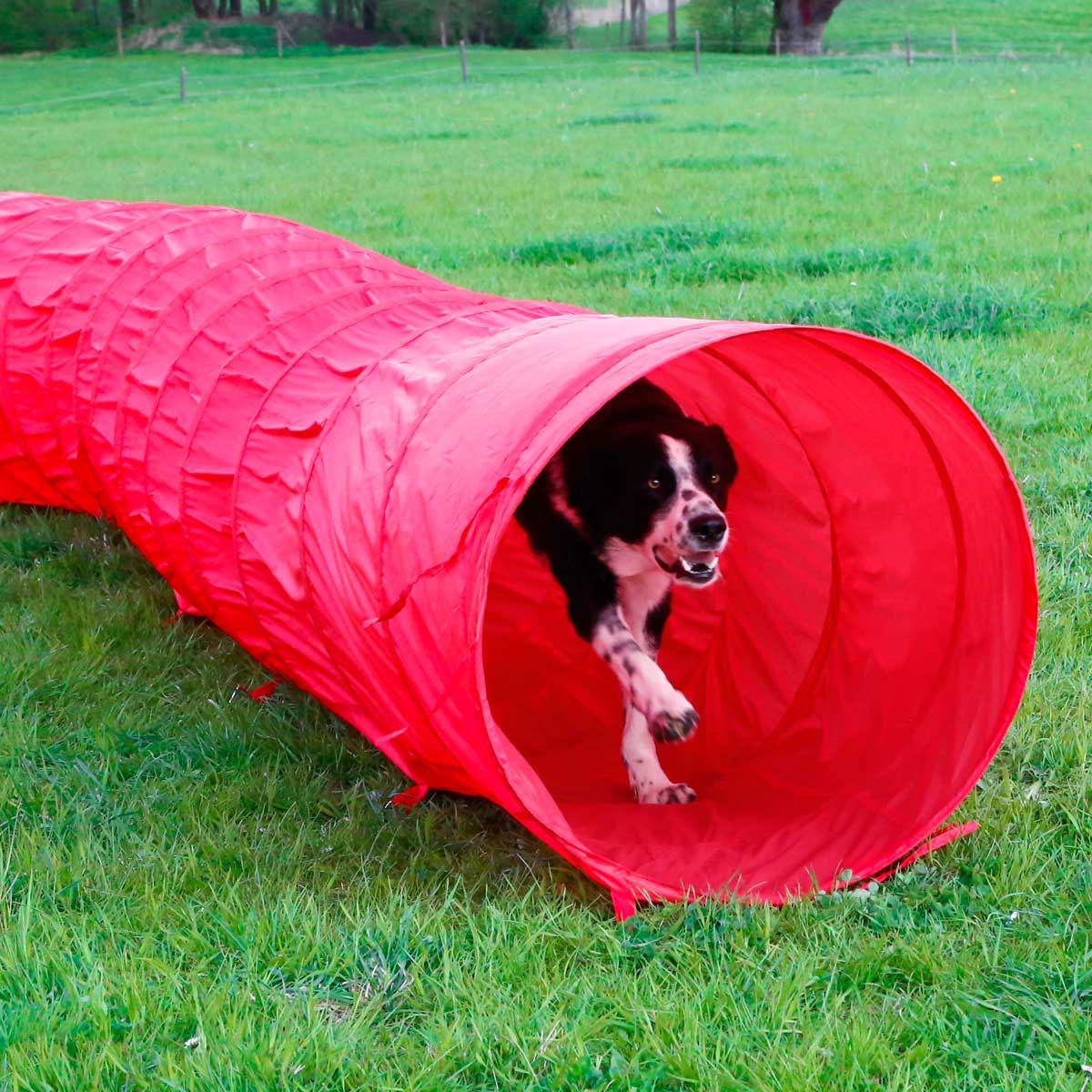 Tunnel per cani Agility 5m