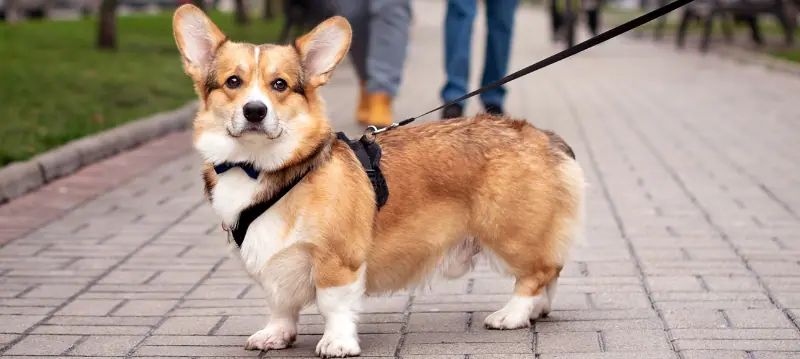 Pettorine per cani