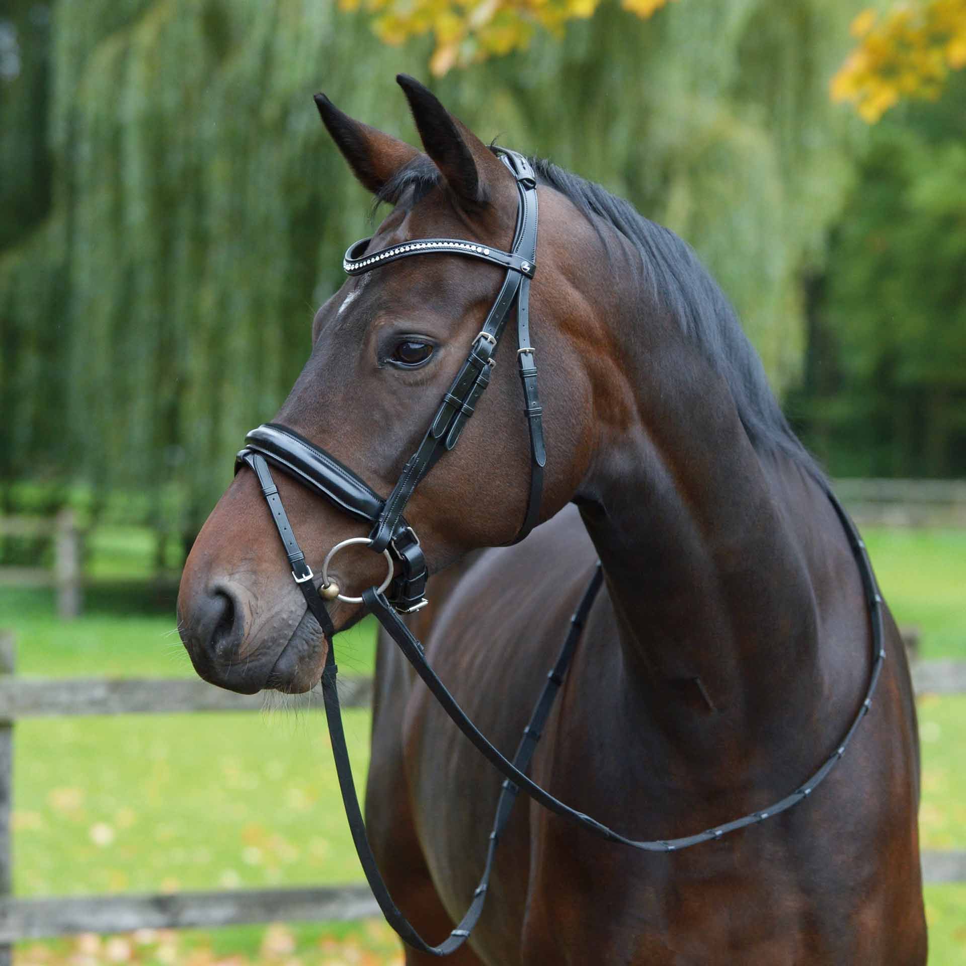 BUSSE Trense MONZA COB schwarz