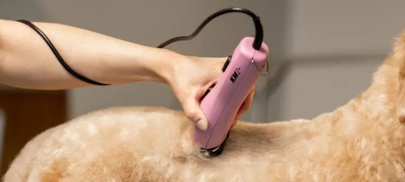 Tosatrici per cani con cavo