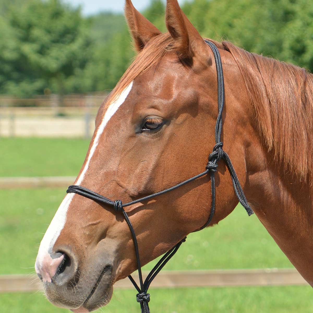 BUSSE Licol à nœud lisse 2 noir Shetty