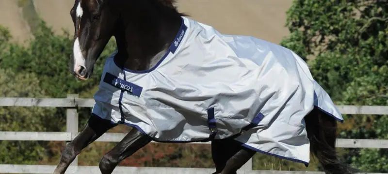 Coperte estive per cavalli