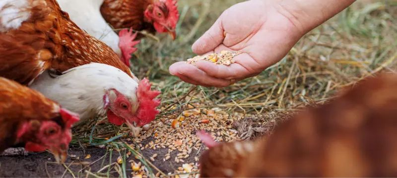 Mangimi per polli e galline