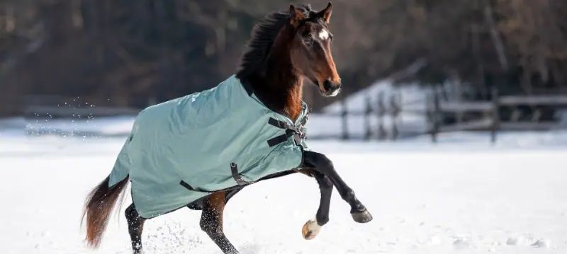 Coperte invernali per cavalli