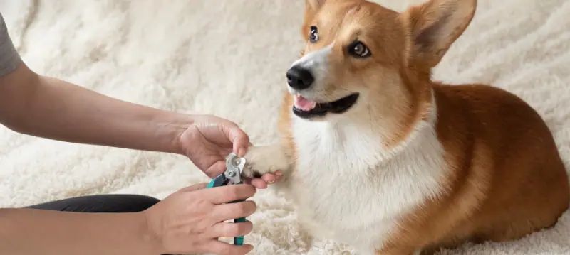 Toelettatura del cane