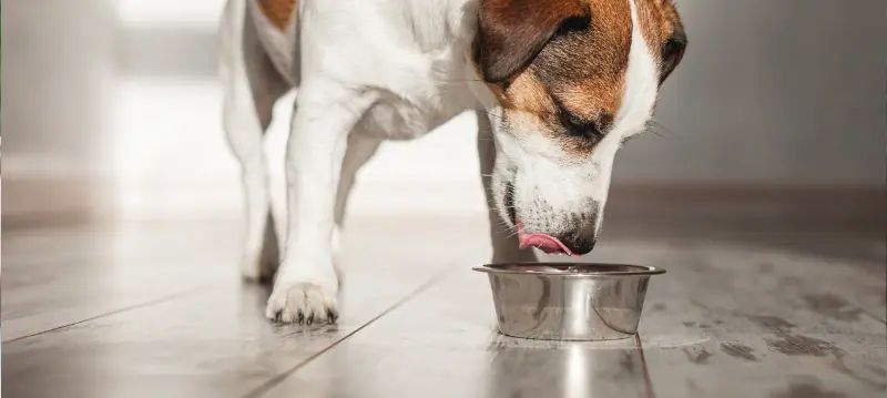 Abbeveratoi per cani