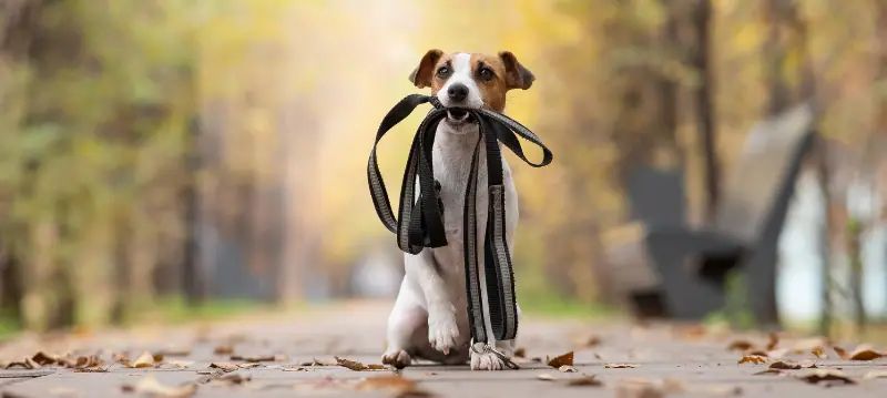 Guinzagli per cani