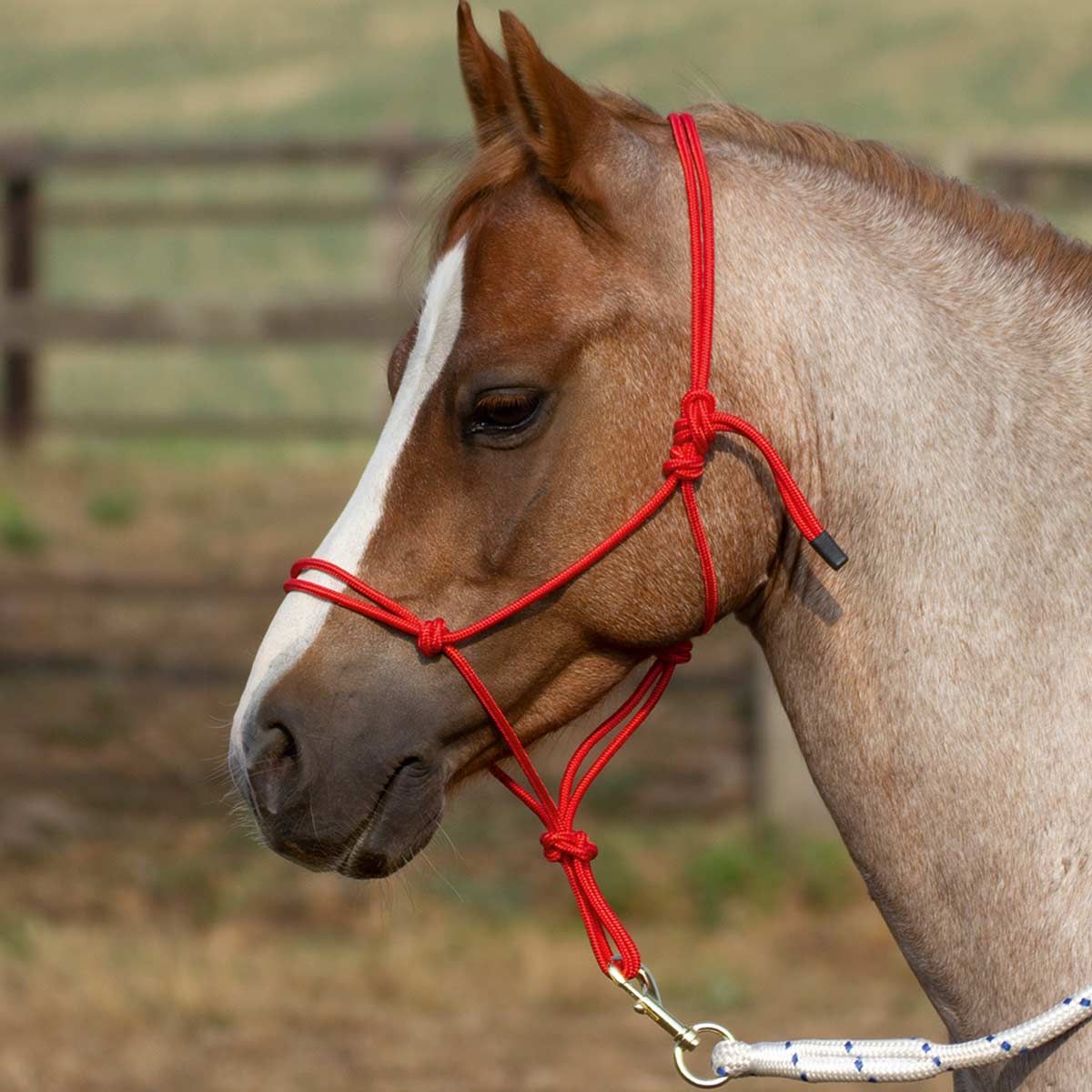 BUSSE Licol à nœud lisse 2 rouge COB
