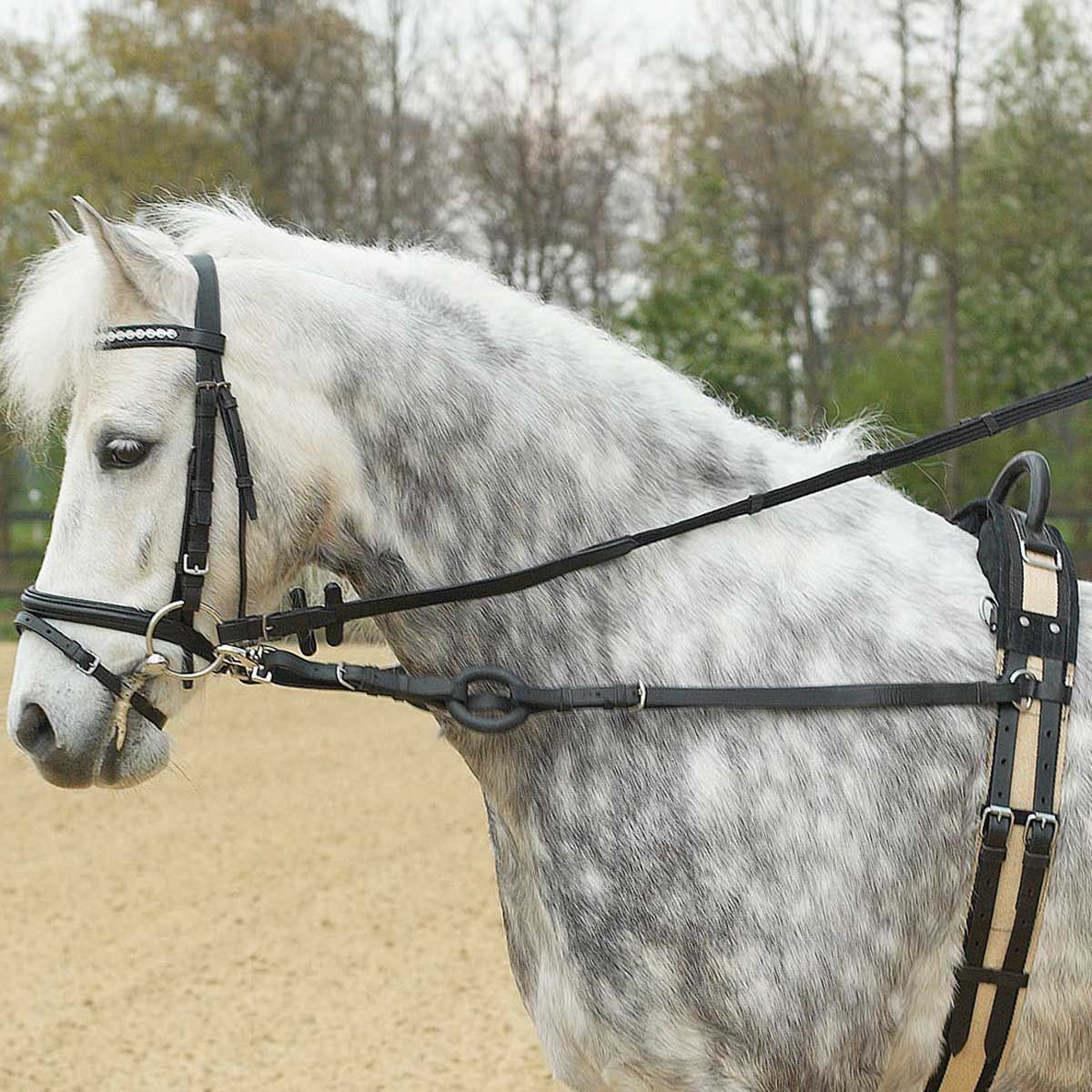 BUSSE Redini fisse BASIC P