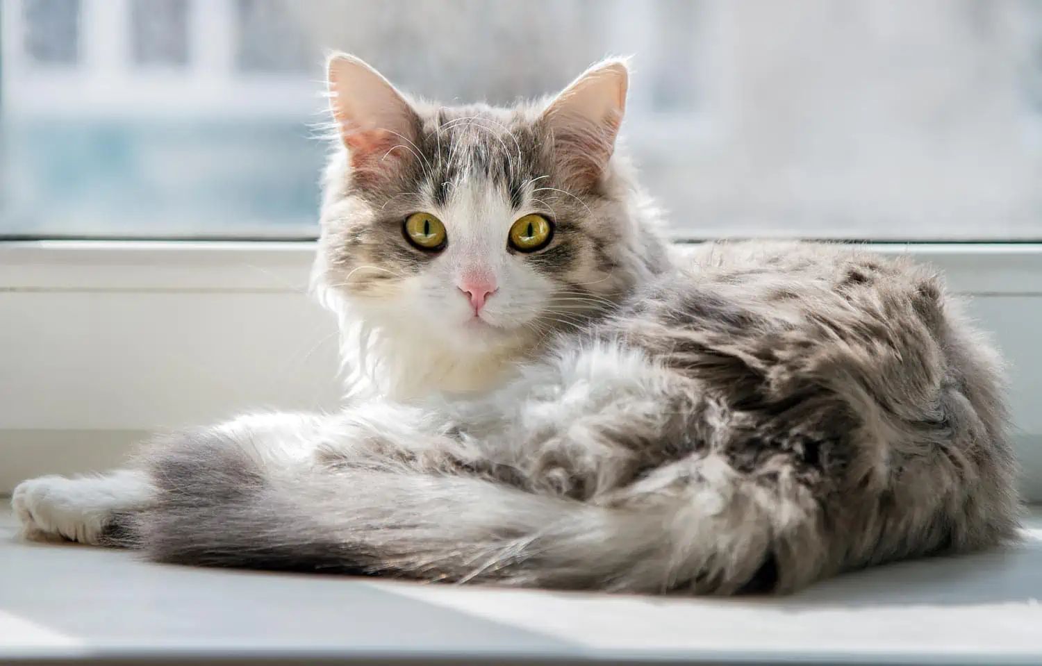 Gatti