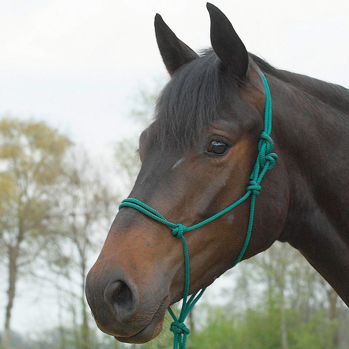 BUSSE Étalon de licol à nœuds vert COB