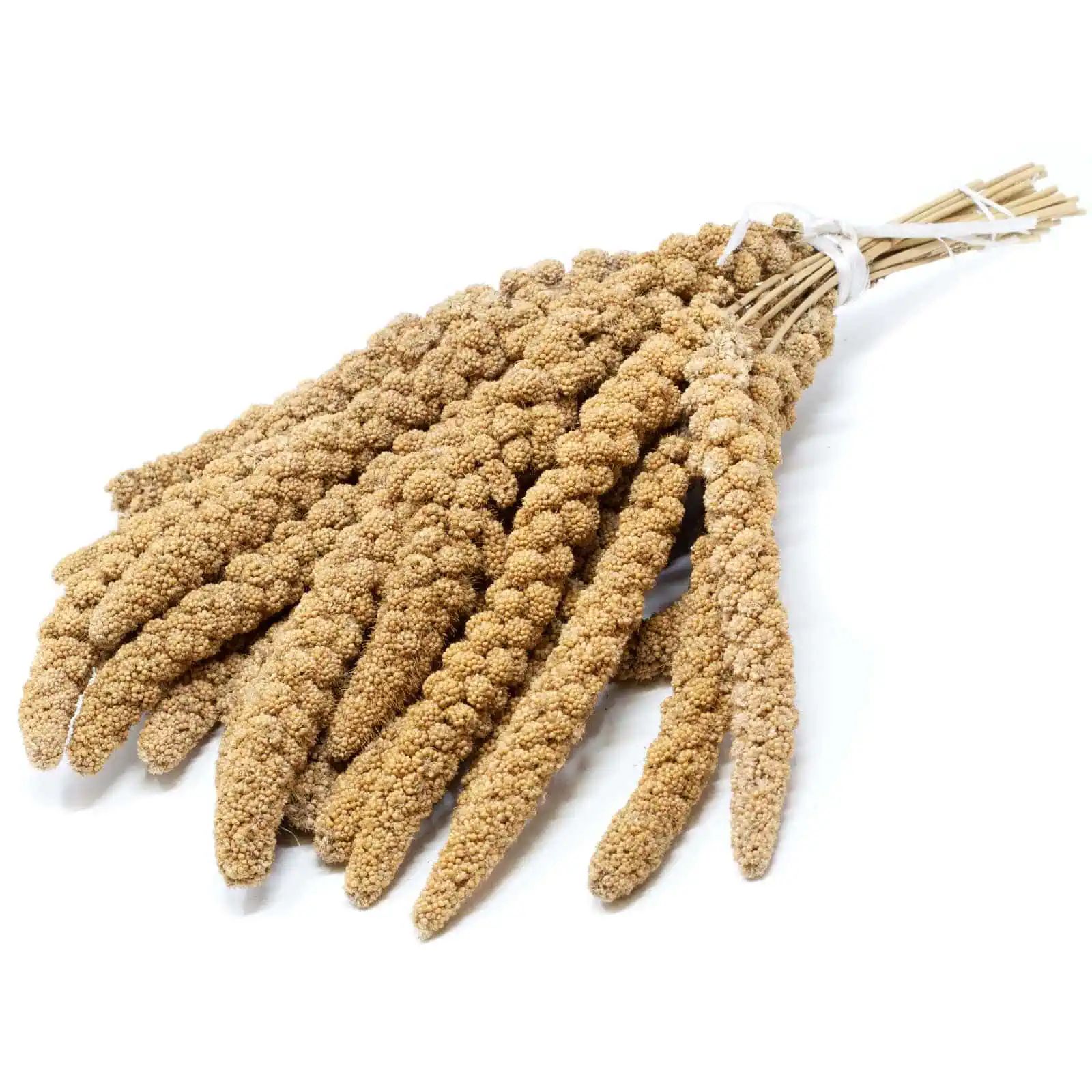 Panicum jaune en épis d'Autriche Agrarzone 5 Kg