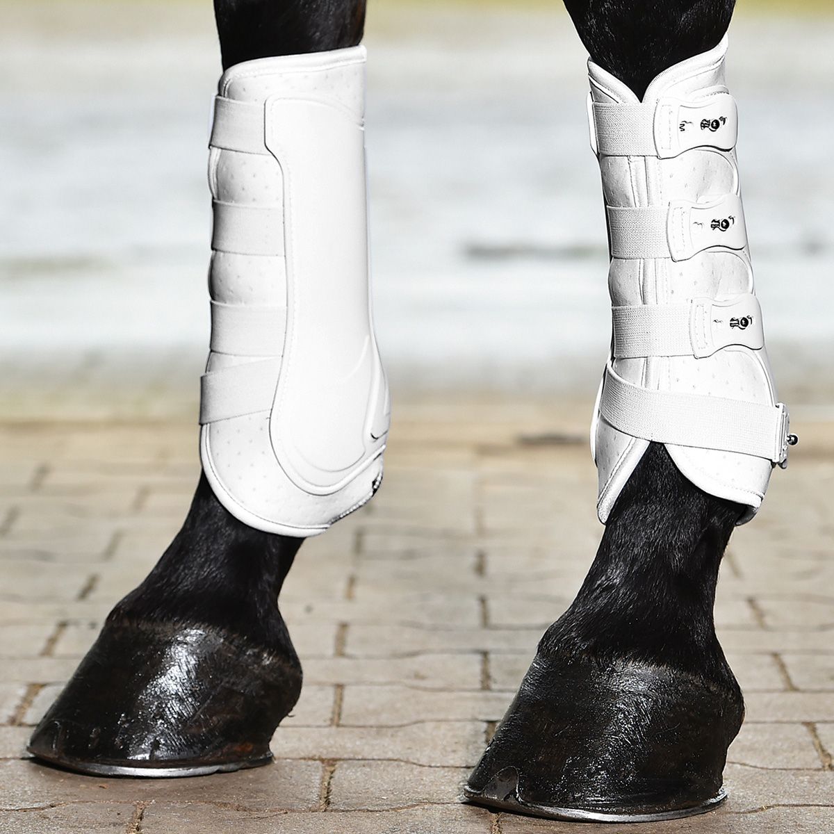 BUSSE Paratendini da dressage PRO