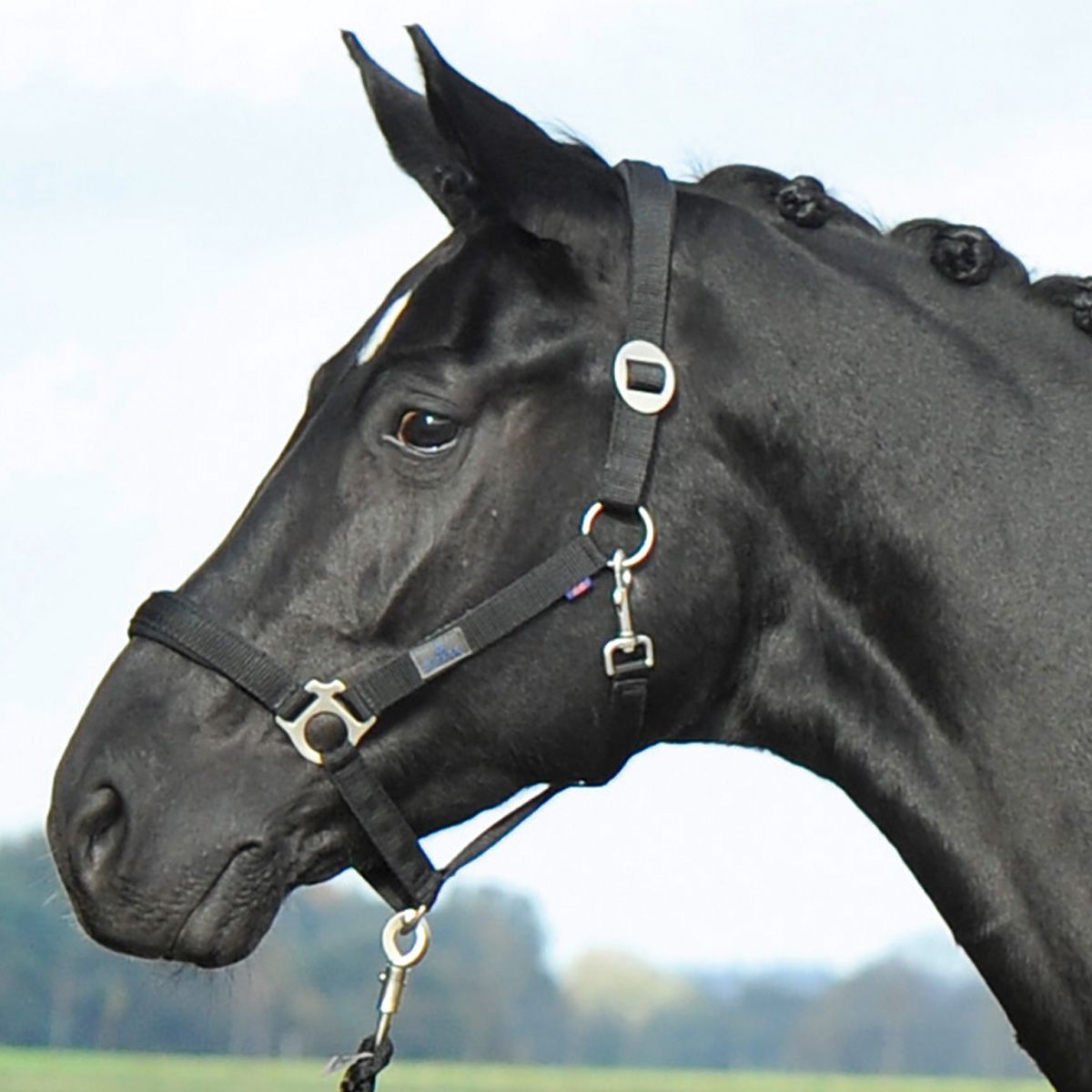 BUSSE Halfter SUPREME