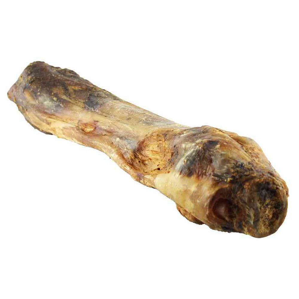 Osso da zampa di cavallo essiccato