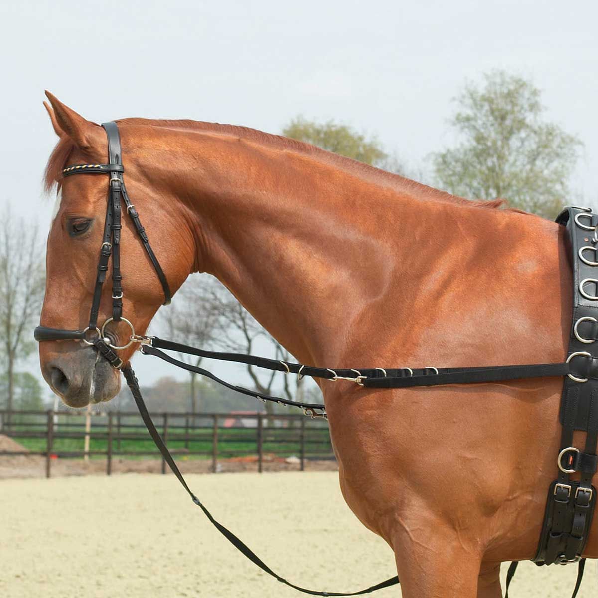BUSSE Redini fisse OESEN-STARR