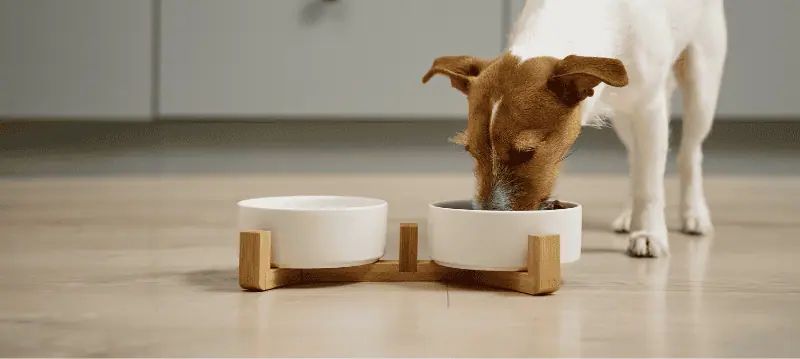 Ciotole per mangime cani